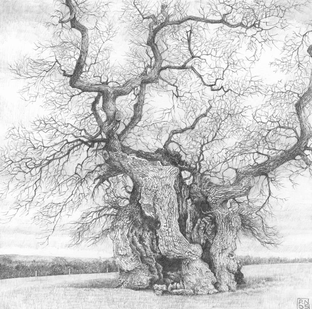 Oak/Tree/Wood/Bark/Nature/Dorset/Drawing/Pencil/Graphite