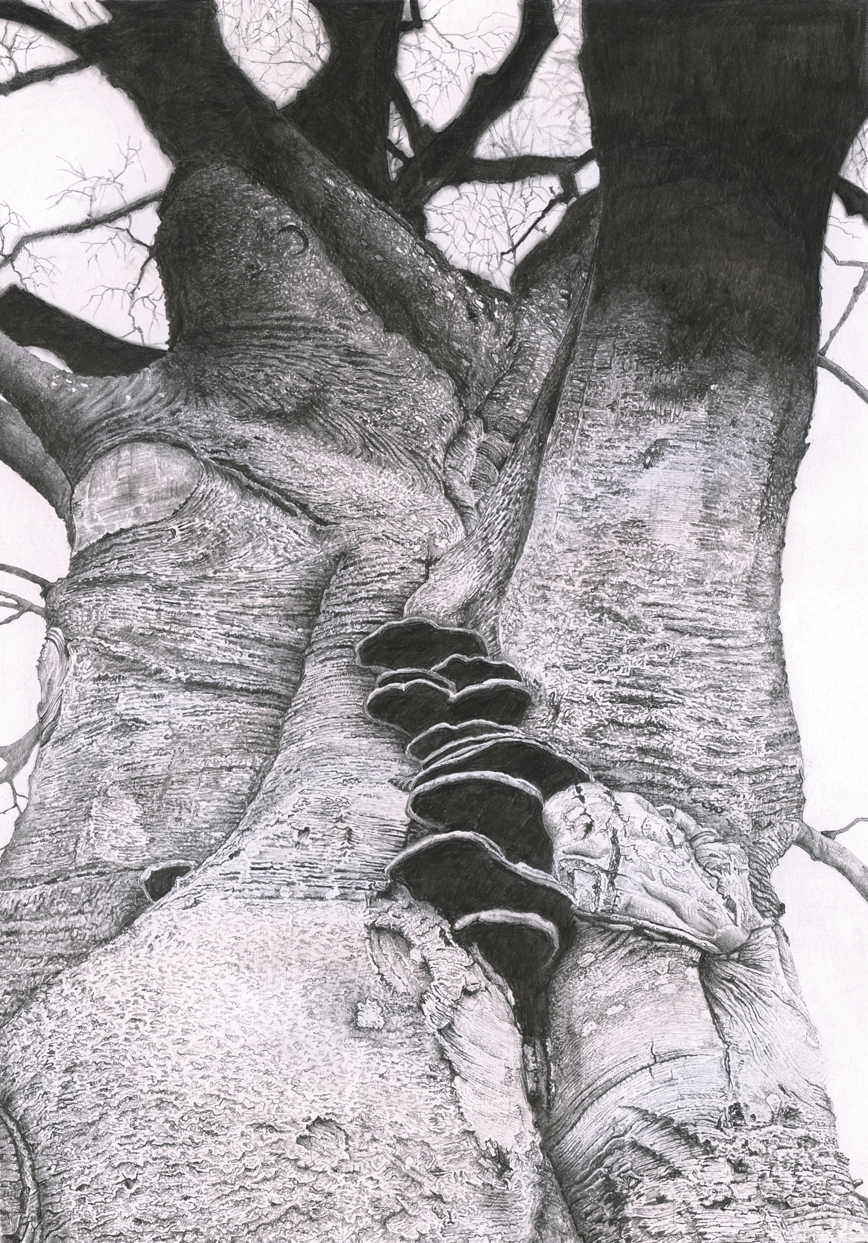 beech/tree/nature/graphite/drawing/dorset/wessex/bark/fungi
